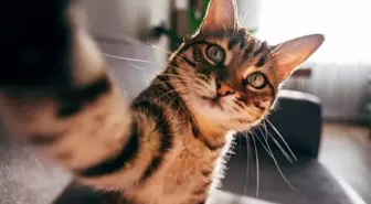 Kedilerin Evcilleşme Tarihi Yeniden Yazıldı