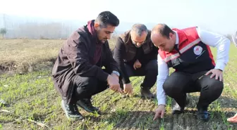 Tokat'ta Hububat Ekim Alanlarında Önemli Artış