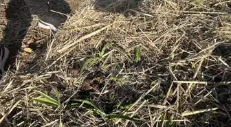 Samsun'da Salep Üretimi Denetlendi