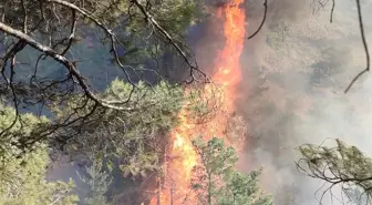 Hatay'da Orman Yangını Başladı