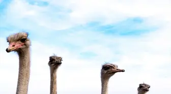 Kars'ta Deve Kuşu Yetiştiriciliği Hayalini Gerçeğe Dönüştürüyor