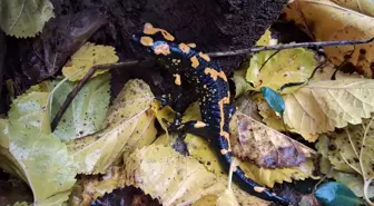 Nesli Tükenme Tehlikesi Altındaki Sarı Benekli Semender Adana'da Görüntülendi