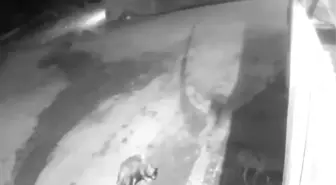 Kurtlar Aşkale'deki Köye İndi, Vatandaşlar Tedirgin