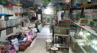 Adıyaman'da Petshop Soygunu: 9 Papağan ve Para Çalındı