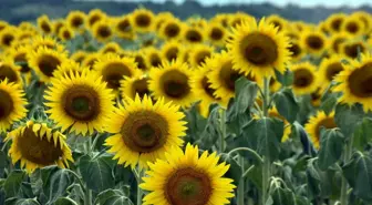 Edirne'de Çiftçiler Kuraklık Nedeniyle Buğday Ekimine Yöneldi