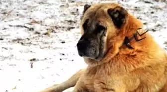 Erzurum'un Çoban Köpekleri: 1938'deki Diplomatik Yazışma Gün Yüzüne Çıktı