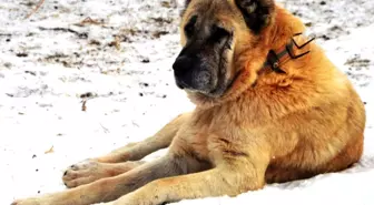 Erzurum'un Çoban Köpekleri: 1938'deki Diplomatik Yazışma Gün Yüzüne Çıktı