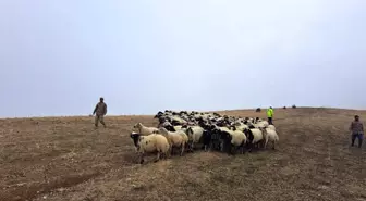 Muş'ta Kaybolan 200 Küçükbaş Hayvan Jandarma Tarafından Bulundu