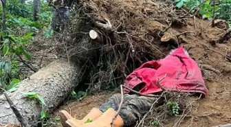Ağaç Kesimi Sırasında Devrilen Ağaç Altında Kalan Adam Hayatını Kaybetti