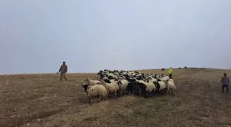 Muş'ta Kaybolan 200 Küçükbaş Hayvan Bulundu