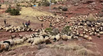 Şırnak'ta Küçükbaş Hayvanlar Sağlık Kontrolünden Geçirildi