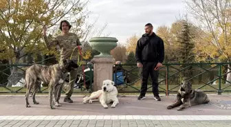 Türk Çoban Köpekleri Dünyaya Tanıtılıyor