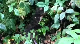 Rize'de Mahsur Kalan Yavru Ayı Kurtarıldı