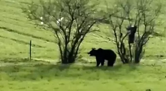 Çanakkale'de Ayı Kameraya Yansıdı