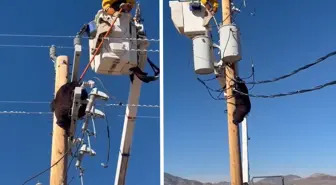 Elektrik direğine tırmanan ayı, zorlukla indirildi
