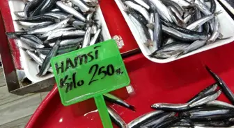Hamsi bolluğu av baskısı oluşturdu: Şok tesislerinde, taşıyıcı kamyonlarda yer kalmadı