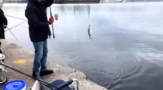 Bandırma'da Palamut Avında Yoğun İlgi