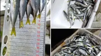 Bursa'da Su Ürünleri Denetiminde Yasal Olmayan İstavritler Ele Geçirildi