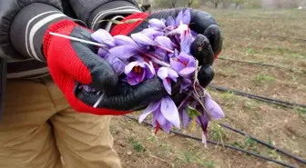 Malatya'da Safran Üretimi Yükselişte
