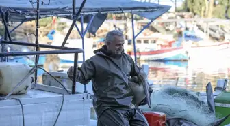 Balıkçı Barınağının Maskotu: Suzi Pelikanı