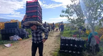 Sarıgöl'de Üzüm Hasadı Devam Ediyor