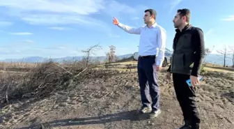 Osmaneli'de Orman Yangınlarından Etkilenen Alanlar Yeşil Alanlara Dönüşüyor