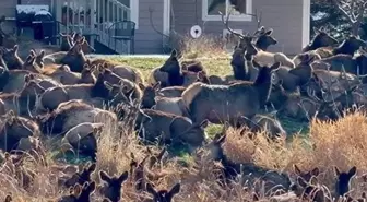 ABD'de geyik alarmı verildi; dev sürü bahçeleri istila etti