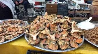 Balıkesir'de Melki Mantarı Bereketi: Fiyatlar Düşüyor