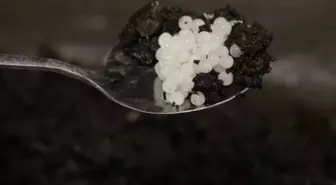 Değeri 150 bin lira! Keşfettiği hayvan hayatını değiştirdi