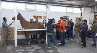 Eskişehir'de Kısraklarda Suni Tohumlama Eğitimi Düzenlendi