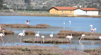 Flamingolara ev sahipliği yapan Tuzla Sulak Alanı'nda göl yüzeyi deniz maruluyla kaplandı