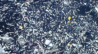 Adana'da Seyhan Nehri'nde Balık Ölümleri