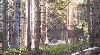 Bolu'da Yaban Hayvanları Fotokapanla Görüntülendi