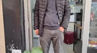 Zonguldak'ta esnaf iş yerindeki duvarın arasından çıkan fidanı büyütüyor