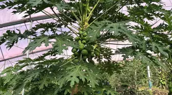 Alanya 40 bine yakın tropikal meyve üreticisiyle iç piyasa ihtiyacını karşılıyor