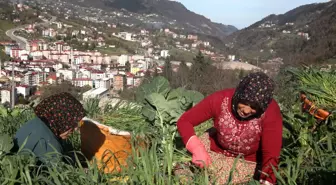 Karadeniz kadınının yayladan stadyuma uzanan Trabzonspor tutkusu