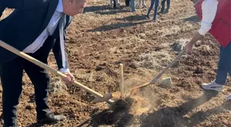 Mardin Artuklu Üniversitesi Uygulama Bahçesi'nde zeytin fidanı dikildi