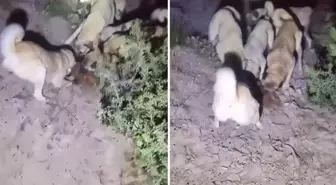 Nesli koruma altındaki özel türü kangallara parçalatıp kayda aldı