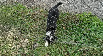 Sakarya'da rögar çukuruna düşen köpek kurtarıldı