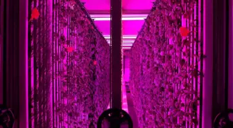 Üniversite kampüsünde 7 bin metrekarelik dikey tarım laboratuvarı kuruldu