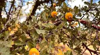Alıç meyvesine vatandaşlar ilgi gösteriyor