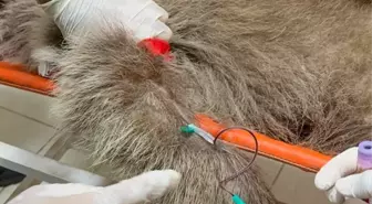 Ayı yavrusu 'Umut'a ateş eden kişinin izi mermi çekirdeğiyle sürülecek