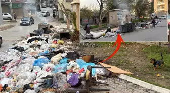 Buca'da park manzaralı çöp dağları! Kötü koku ve çirkin manzaralar vatandaşları isyan ettirdi