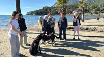 Hayvanseverlerden 'can dostları sahiplendirmek için' seferberlik