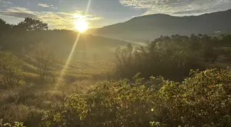 Isparta'nın gül bahçeleri sarı ve turuncuya büründü