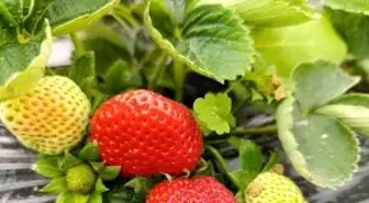 Köprübaşı'nda kış çileği 200 TL'den alıcı buluyor