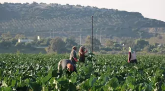 Mevsim normalleri üzerindeki sıcaklık kış sebzelerini erken olgunlaştırdı