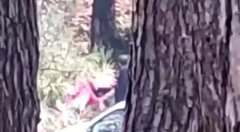 Ormanlık alanda kadını darbeden şüpheli yakalandı