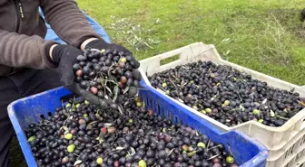 Orta Sakarya Vadisi'ndeki mikroklima etkisine sahip Osmaneli'nde zeytinler hasat sona erdi