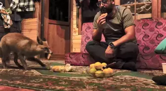 Dağ başında sıcak hikaye: Tilki barakaya girdi, Tilko oldu
